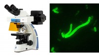 Microscopes de fluorescence